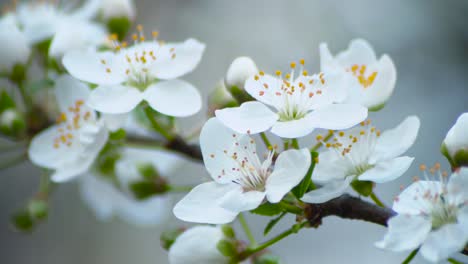 cherry blossom 2 slow motion shot