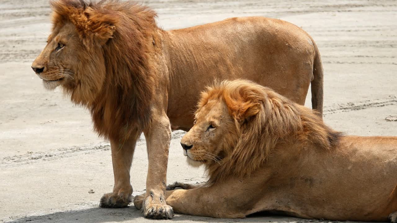 Two male lions rest on the savanna while one bumps its head to its companion. closeup static