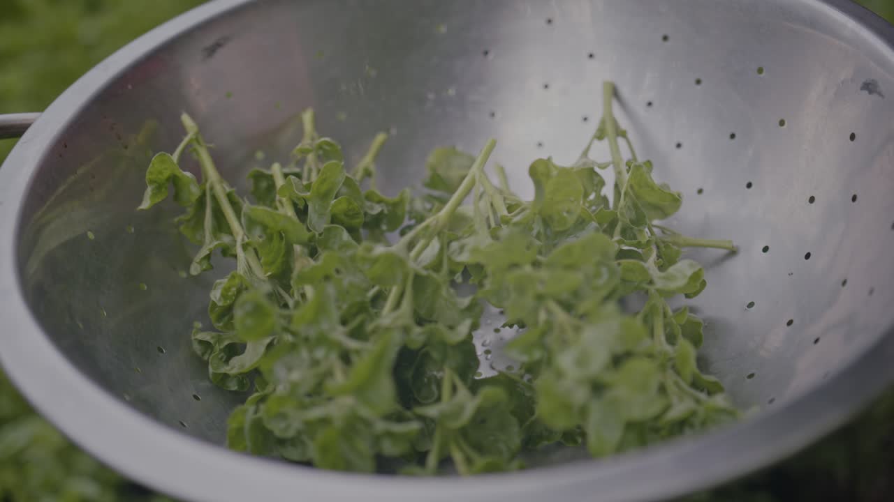 Close-up of fresh green spinach being washed in a colander, held by a person