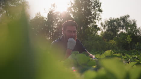 Close up bearded gardener plucking ripe strawberry from sunlit patch and savoring sweet fruit amid dew kissed leaves under back light glow in tranquil rural farm setting