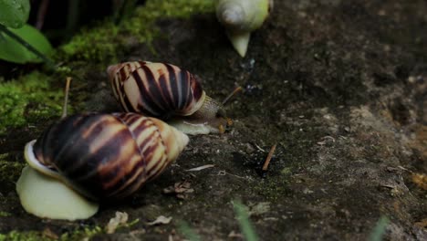 a group of snail chill on the mossy ground, close up