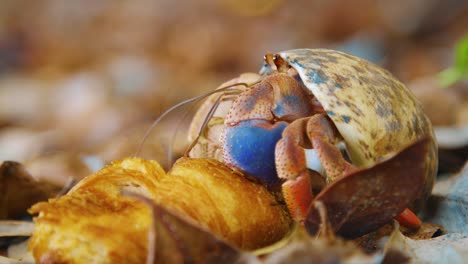 a beautiful hermit crab feeding on a croissant on the ground - close up