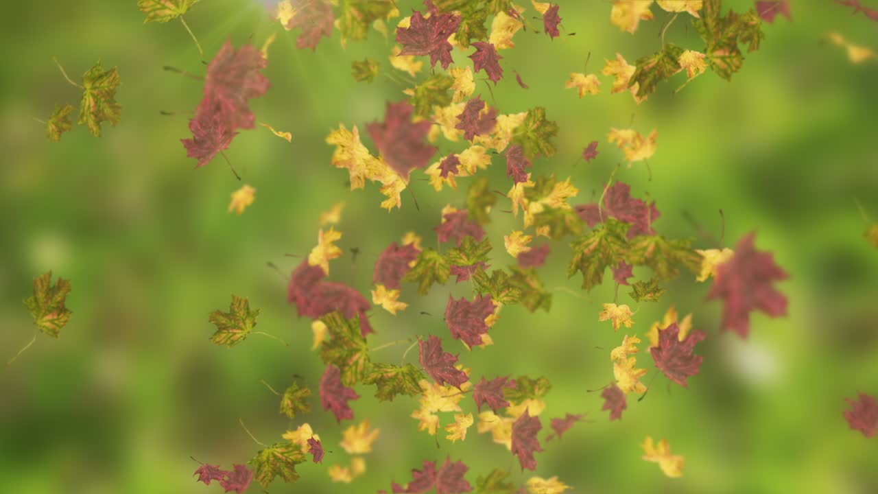 떨어지는 잎의 애니메이션 루프 가을