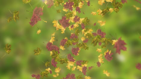 animation of falling leaves loop autumn