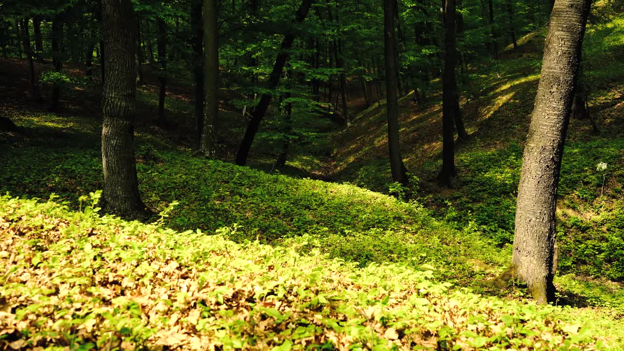 imágenes de 4k del sol brillando a través del bosque verde en primavera