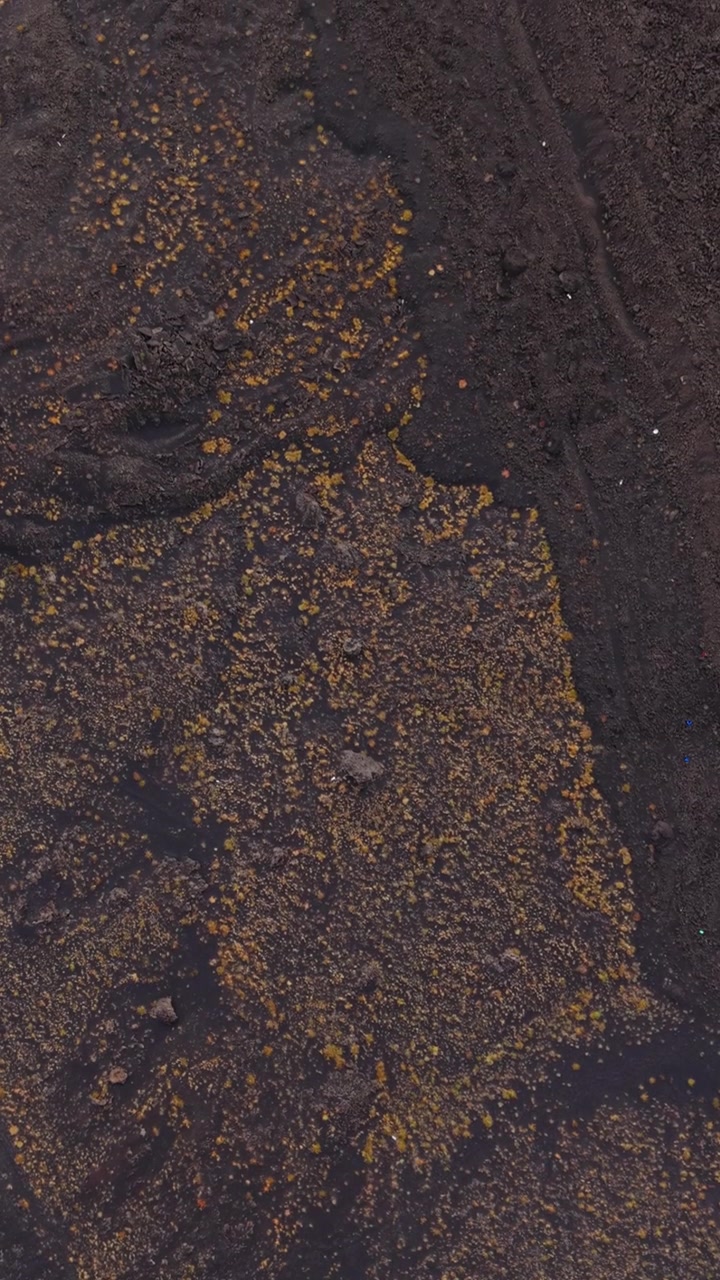 Golden lichen patches cover dark volcanic ash inside Etna's crater floor.