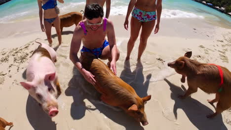 swimming with pigs in the bahamas