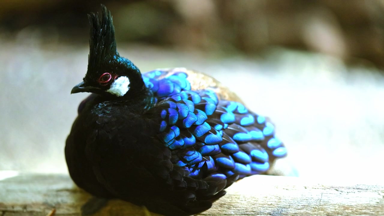 Indrukwekkende exotische vogel met smaragdblauwe veren en een hanenkam.