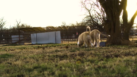 Goldene-Stunde:-Szene-Mit-Hunden,-Die-Draußen-Auf-Einem-Bauernhoffeld-Spielen,-Weitwinkelaufnahme,-Zeitlupe