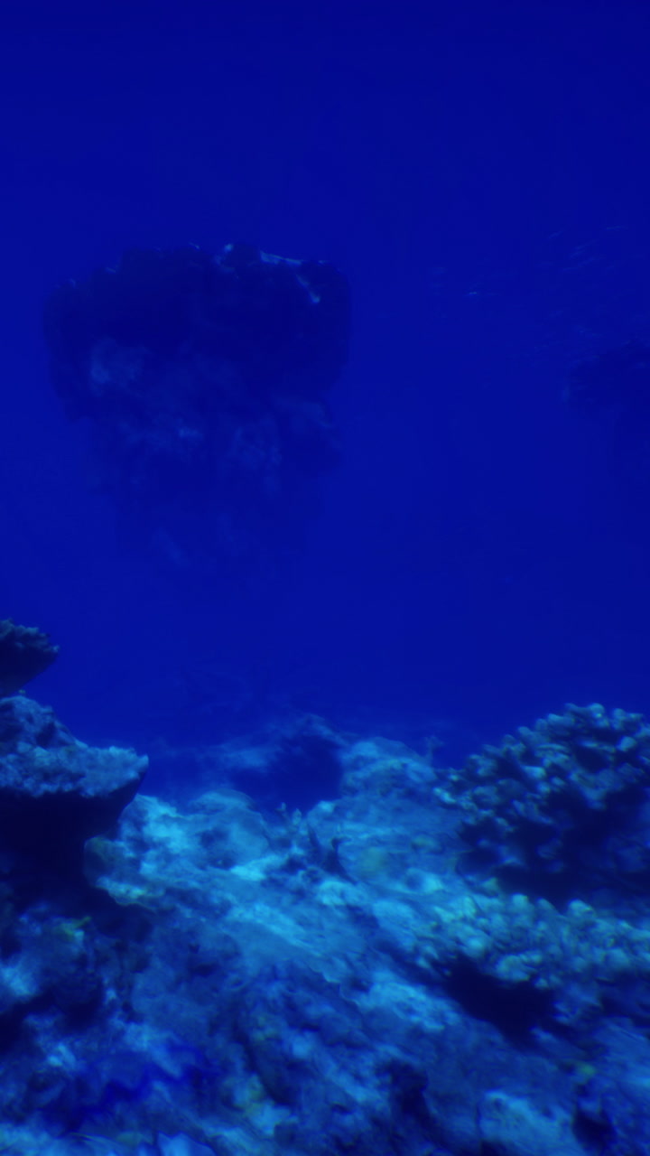 Underwater scene with coral and marine life during daylight hours