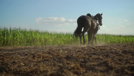 a man walks with a horse in the field 06