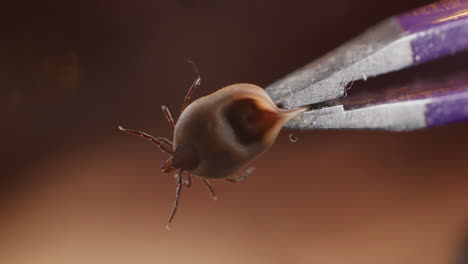 Tweezers-grabbing-a-moving-tick.-Macro-close-up