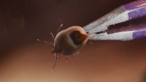 pinzas agarrando una garrapatura en movimiento. macro de cerca