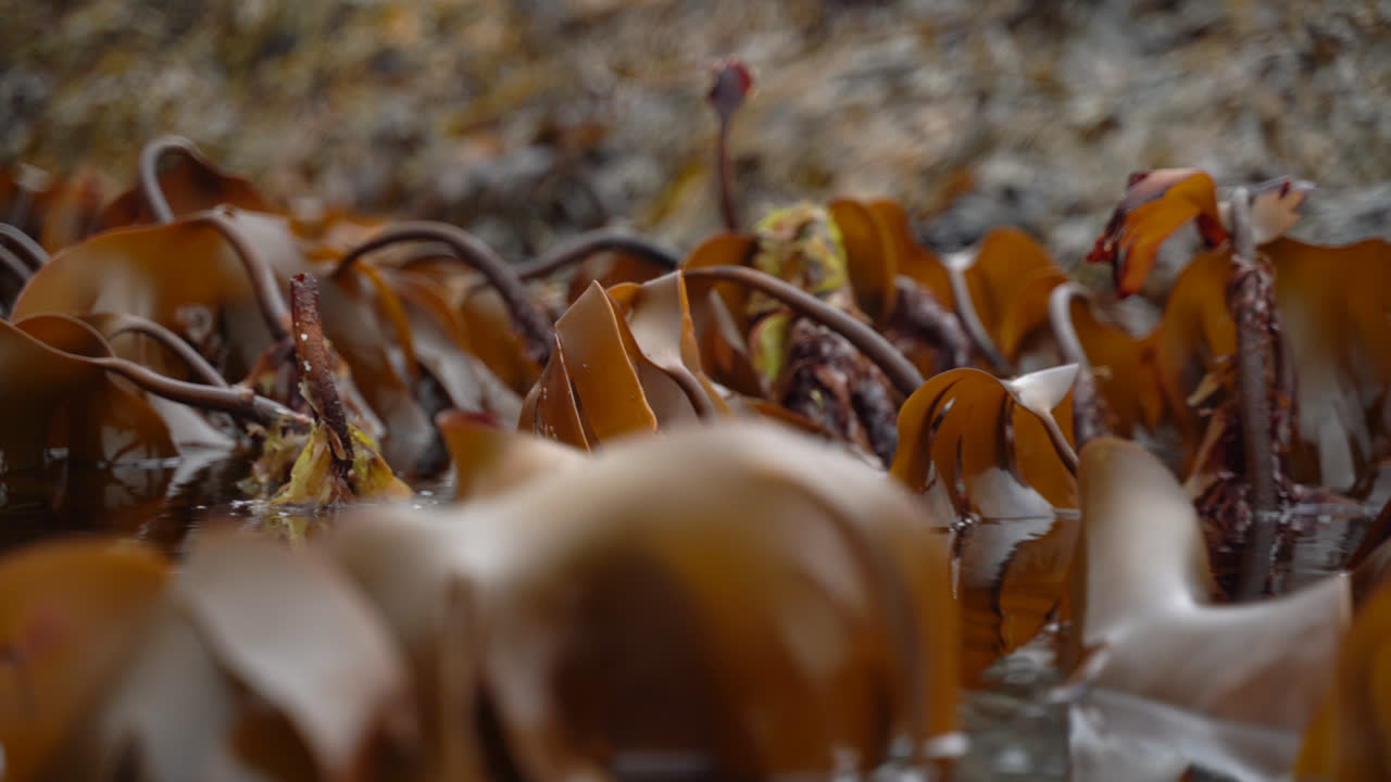 bosque de algas se balancea en olas durante la marea baja