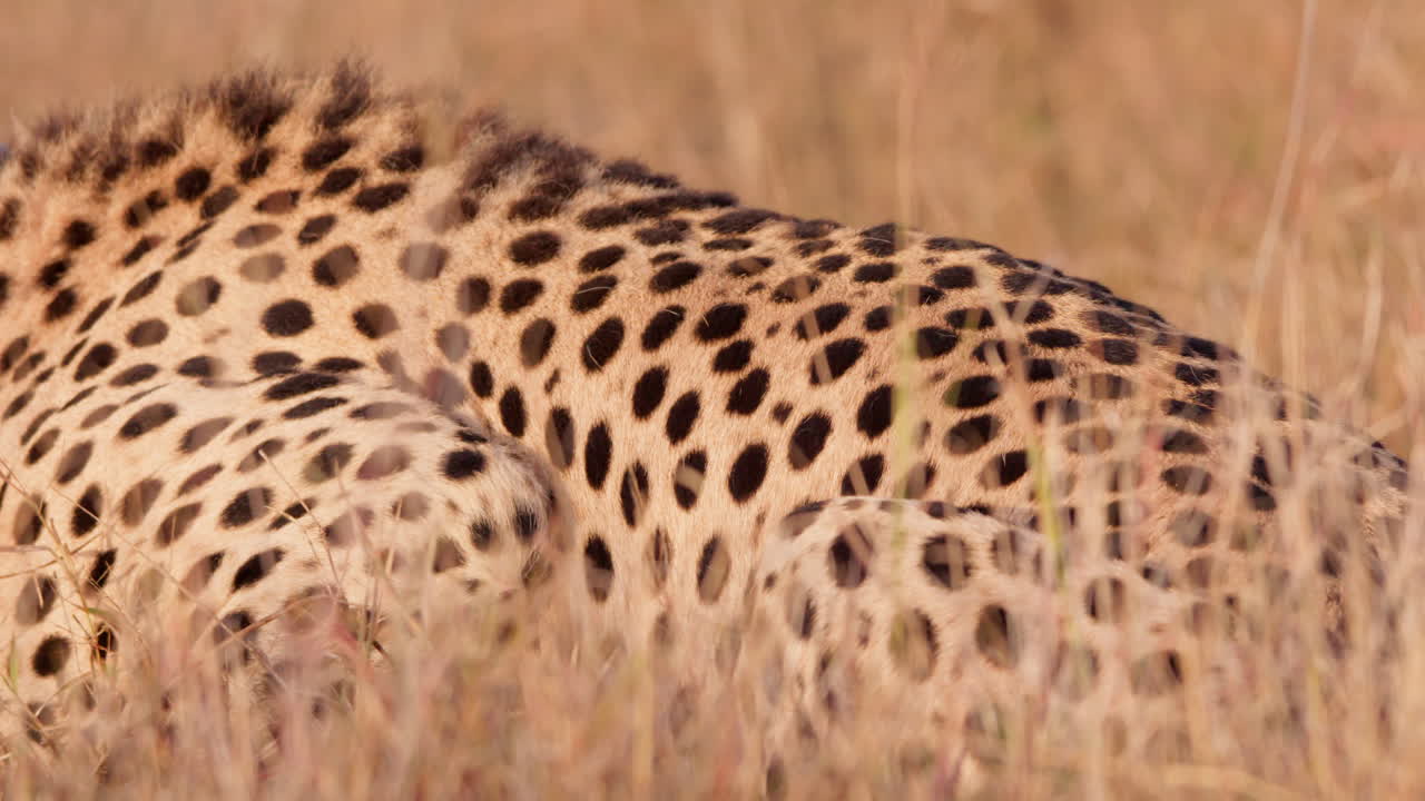 Close up shot of a collared cheetah's torso feeding in the grasslands