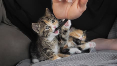 toma en cámara lenta de un gatito jugando con la mano humana