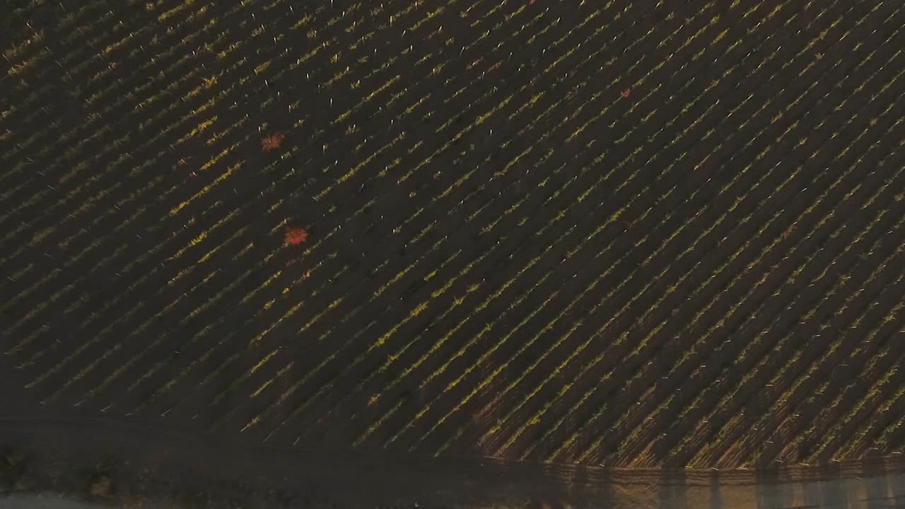 una vista aérea de un viñedo