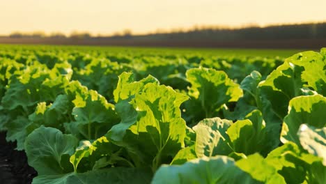 cabbage field on a farm