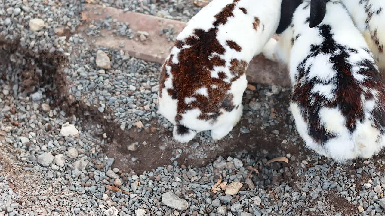 토끼들은 모여서 자갈 땅에서 상호 작용합니다.