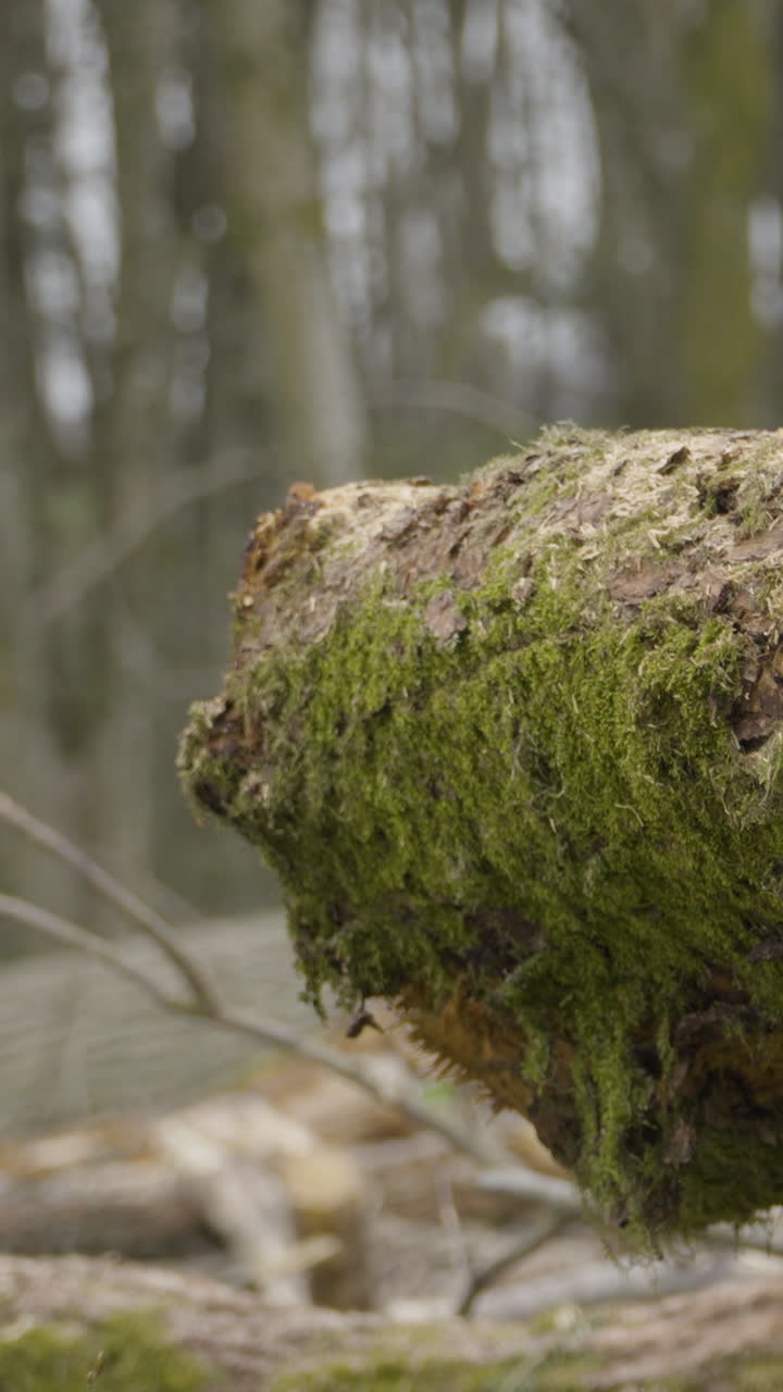 Un'inquadratura verticale dettagliata di muschio verde vibrante che copre un tronco d'albero in decomposizione in un ambiente boschivo. Ideale per documentari sulla natura e contenuti ambientali.