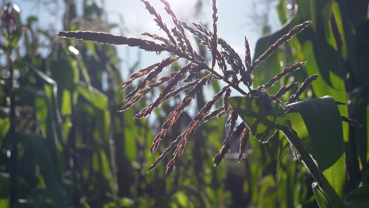 planta de maíz iluminada por la luz solar