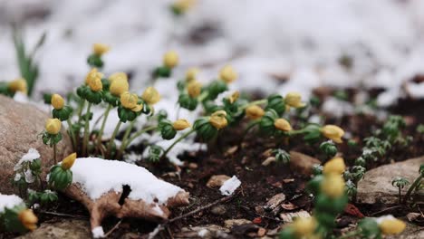 spring winter snow on small flower crocus