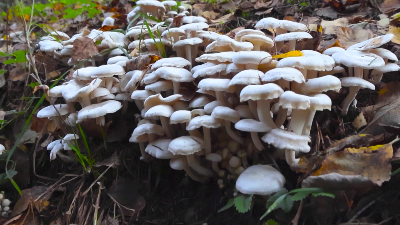Kamera bergerak mundur dari sekelompok jamur putih di lantai hutan musim gugur yang tertutup daun-daun cokelat berguguran di jalur kesehatan Nõmme-Harku, Estonia. Jamur putih tumbuh dari tempat yang sama.