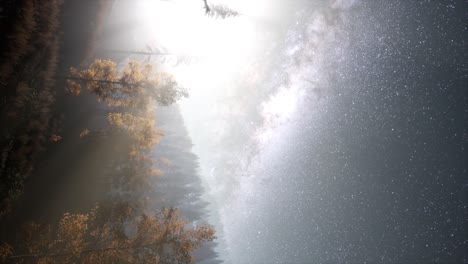 milky way stars with moonlight above pine trees forest