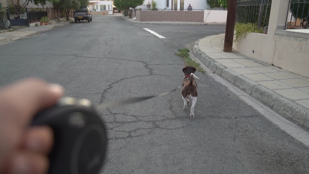 Walking Dog on the street with leash being held in foreground slow motion