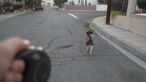 walking dog on the street with leash being held in foreground slow motion