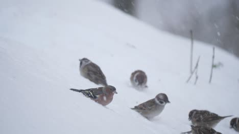 eurasian chaffinch eat with group of sparrows in snow