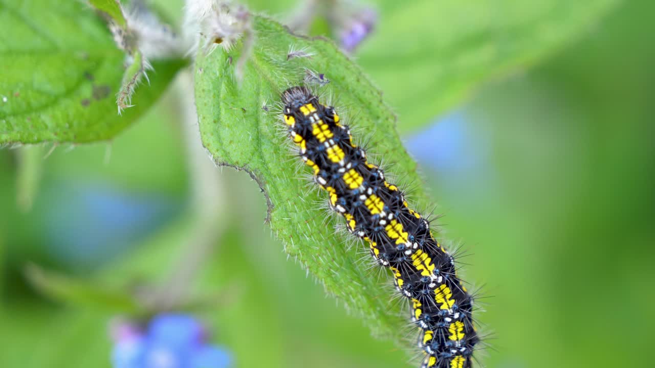 la oruga tigre escarlata se arrastra a lo largo de la planta de alcaneta verde