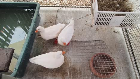 white ducks in a cage