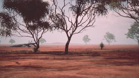 australian outback landscape: red dirt and eucalyptus trees