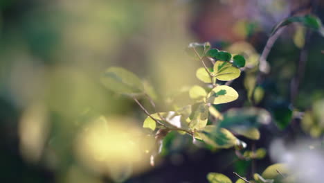 pull back view of leaves turning yellow in autumn with cinematic bokeh