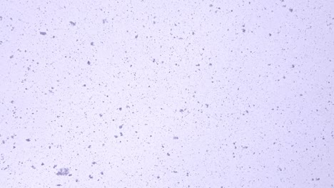 nevada en un día de invierno. grandes copos de nieve caen del cielo, los copos de nieve son
