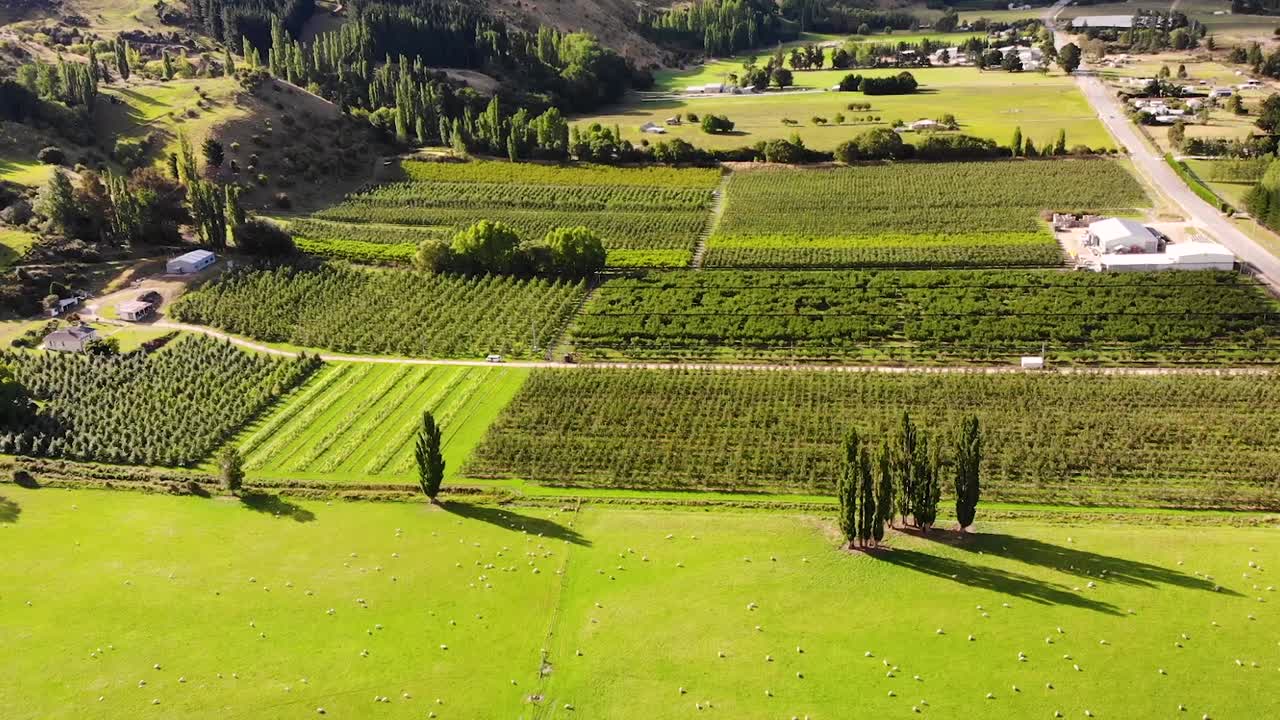 huertos de frutas verdes y pastizales con ovejas aves aéreas vista de ojo disparado