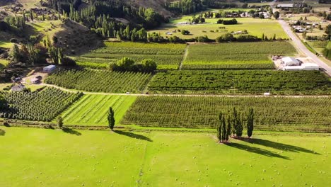 Green-fruit-orchards-and-grassland-with-sheep-aerial-birds-eye-view-shot