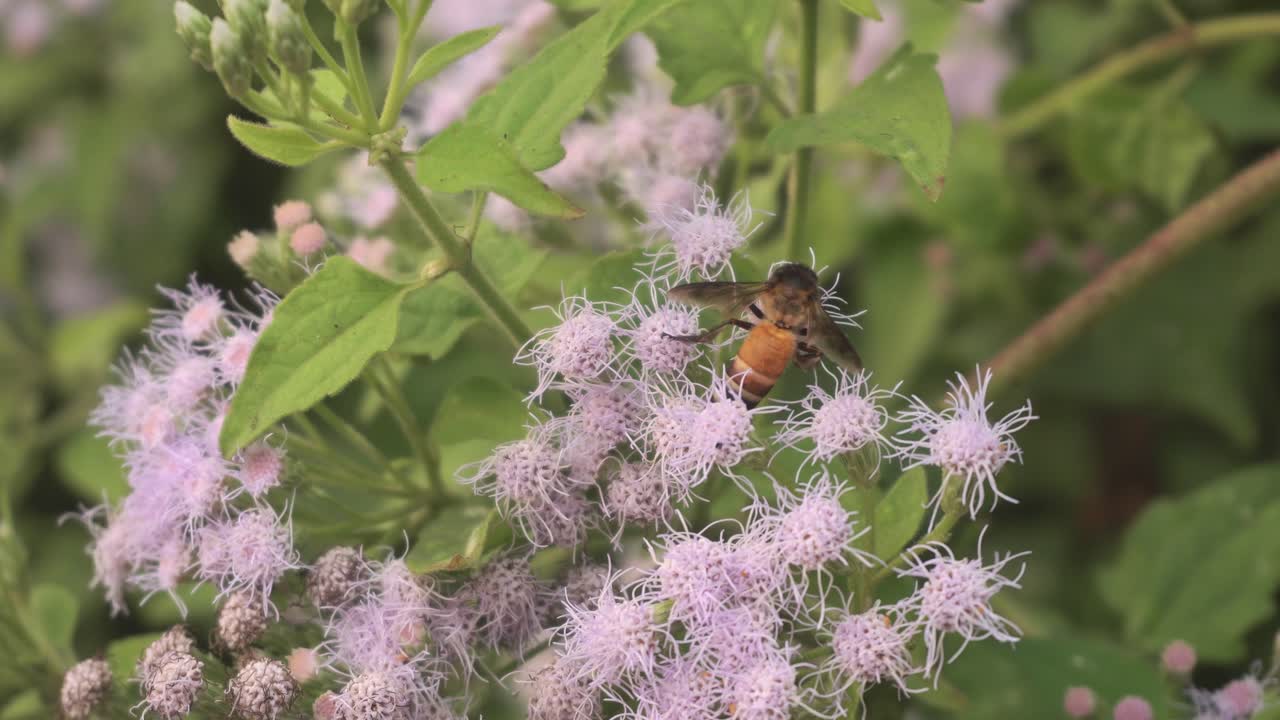 las abejas recogen miel de las flores silvestres