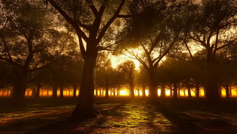 golden hour light in the forest