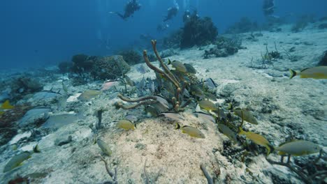 Cozumel.-Meer-Und-Fische.-Mexiko.-Unterwasserwelt