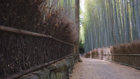 bamboo forest arashiyama, kyoto japan, sagano bamboo grove