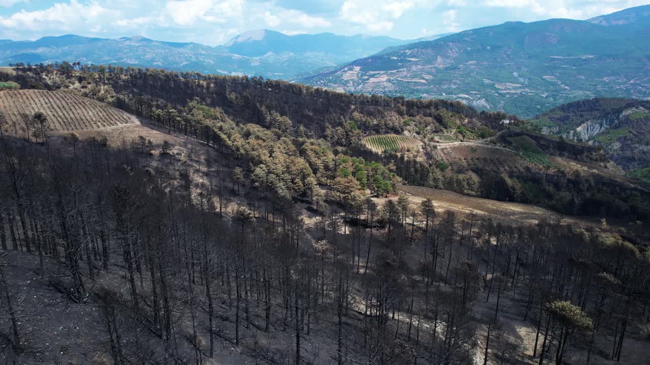 Charred black pine forests burned by summer wildfires in mountains, extreme heat and global warming