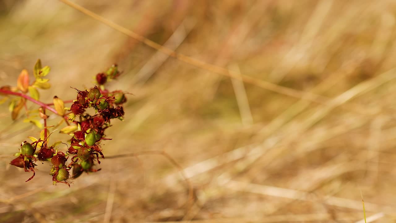 에딘버러의 hypericum perforatum 식물의 클로즈업