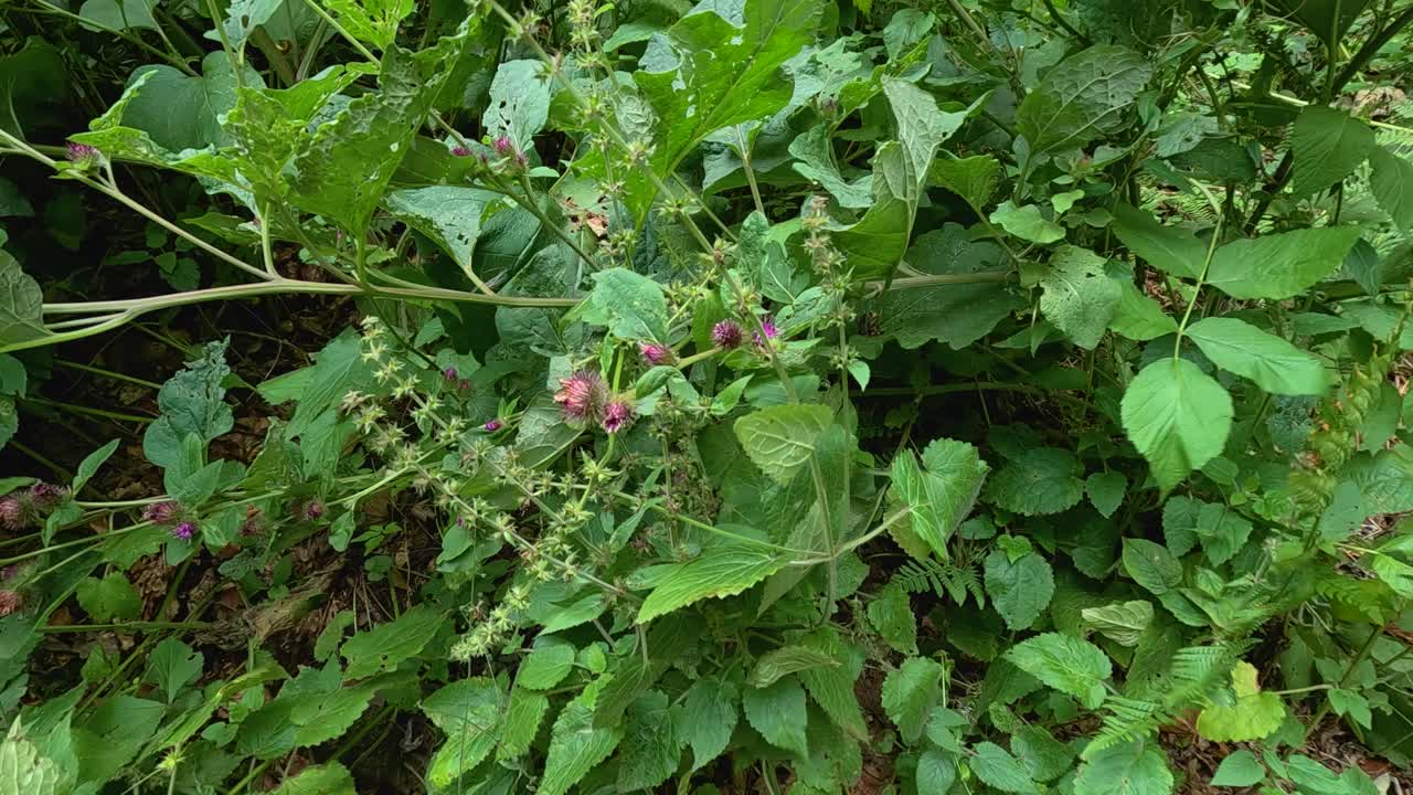 follaje verde con cardos en un entorno natural