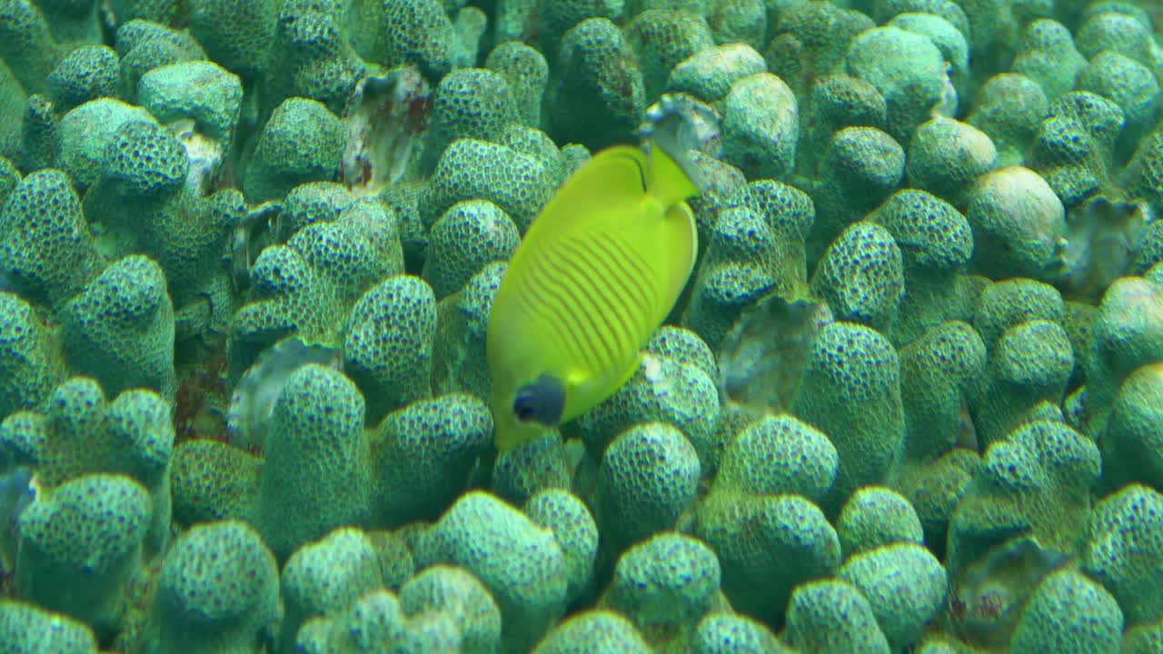 Discover vibrant marine life as a yellow fish swims gracefully among coral formations