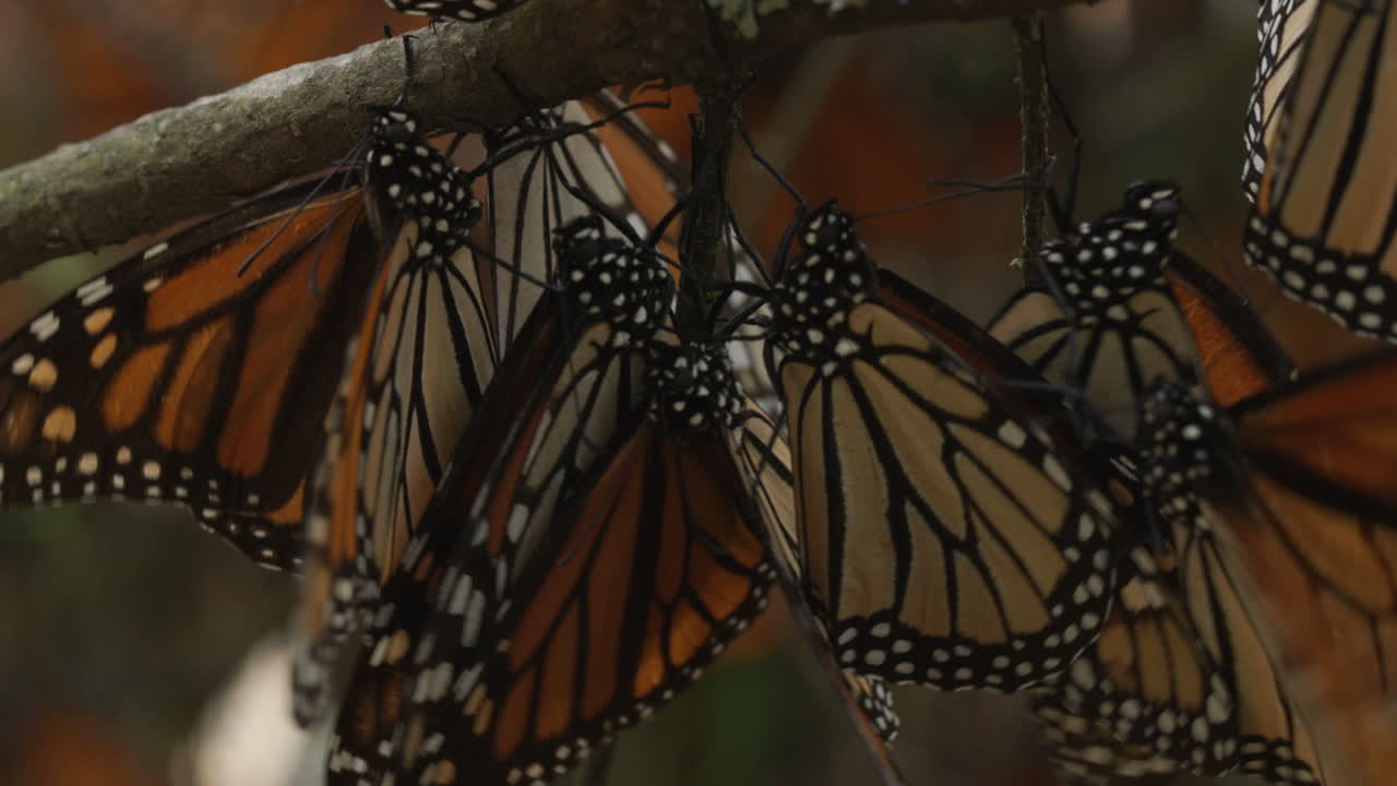 Many Monarch butterflies hanging from a branch under a tree in the Monarch Butterfly Reserve in Michoac&aacute;n, Mexico