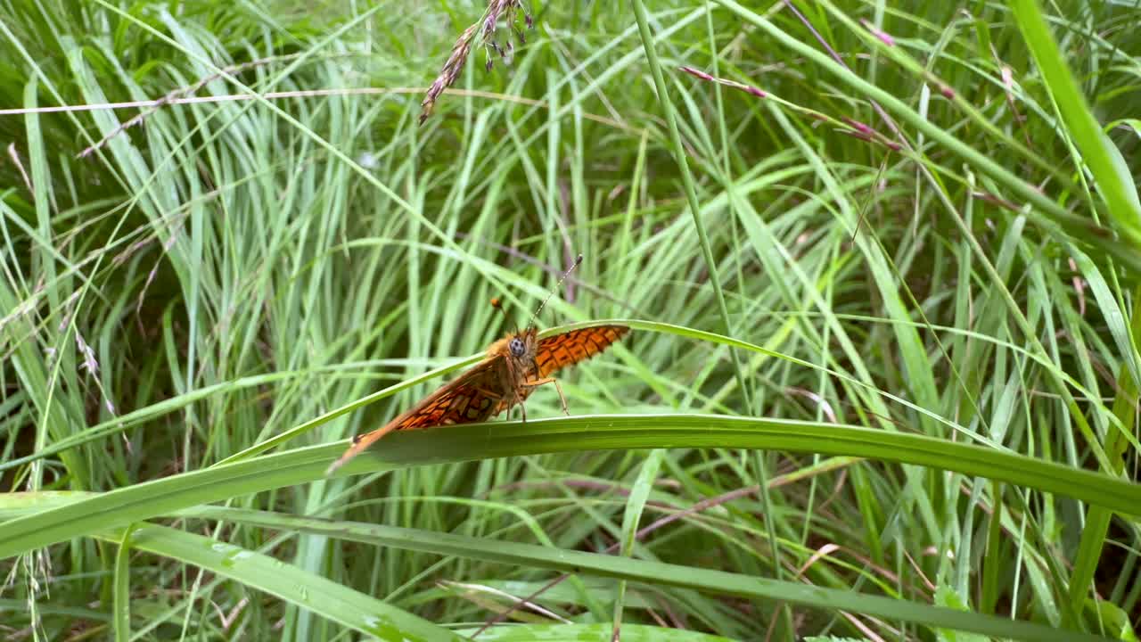 Small pearl-bordered fritillary (Boloria selene) butterfly flapping its wings on a blade of grass, Saaremaa, Estonia