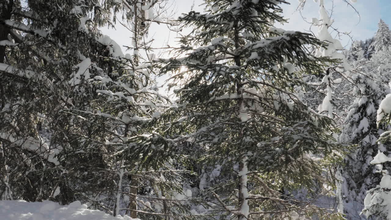 Slow Motion Dolly shot with an Electronic Gimbal showing winter forest with snow falling and sunshine through the trees creating a lens flare effect