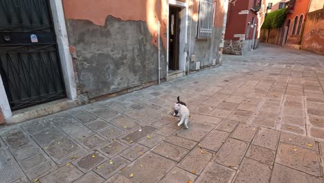 a cat moves along a quiet street